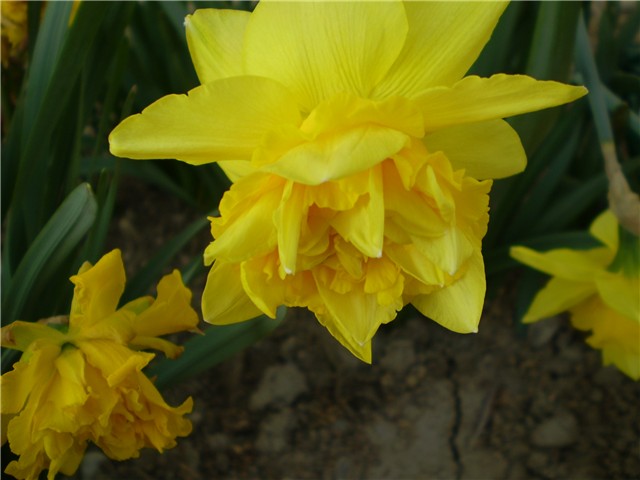 narcisi